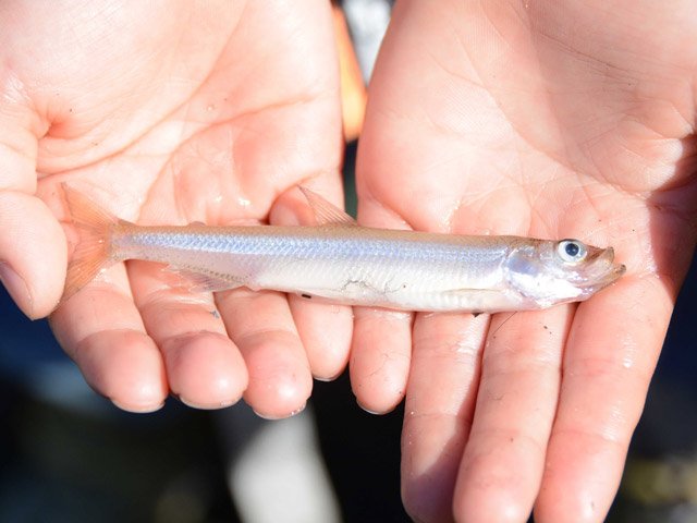 伊自良湖で釣れたワカサギ。現在は体長１０㌢ほどという