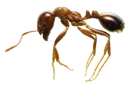 　ヒアリ（環境省提供）