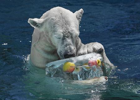 　天王寺動物園で氷柱をプレゼントされたホッキョクグマの雌「ホウちゃん」＝１９日午前、大阪市天王寺区