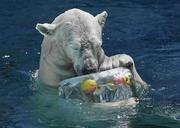 　天王寺動物園で氷柱をプレゼントされたホッキョクグマの雌「ホウちゃん」＝１９日午前、大阪市天王寺区