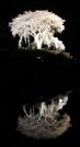 ライトアップによって水田に映るシダレザクラ＝岐阜県白川町水戸野