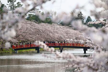 　見頃を迎えた、国内有数の桜の名所として知られる青森・弘前公園の桜＝１５日午後、弘前市