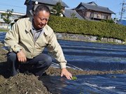植え付けて間がないカミツレの苗を確認する名和正さん＝大垣市入方