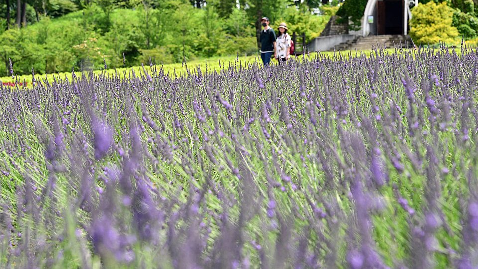 見頃を迎えた約２５００株のラベンダー＝郡上市高鷲町、ひるがの高原牧歌の里