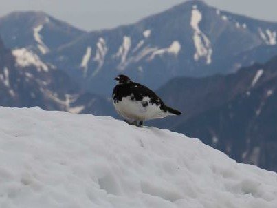 畳平付近に姿を現したライチョウ