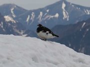 畳平付近に姿を現したライチョウ