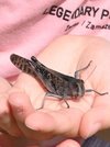 黒いトノサマバッタ