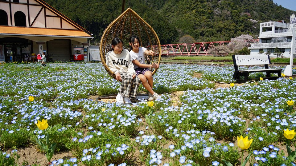 風にそよぐネモフィラが美しい花畑＝美濃市下河和、洲原地域ふれあいセンター前