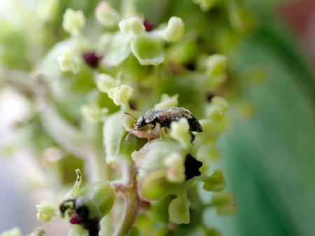 　ニワトコの花に来たケシキスイ＝２０２５年４月、滋賀県多賀町（神戸大博士課程の河島鈴さん提供）