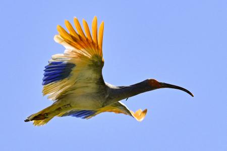 　石川県羽咋市で放鳥されたトキ＝５月３１日