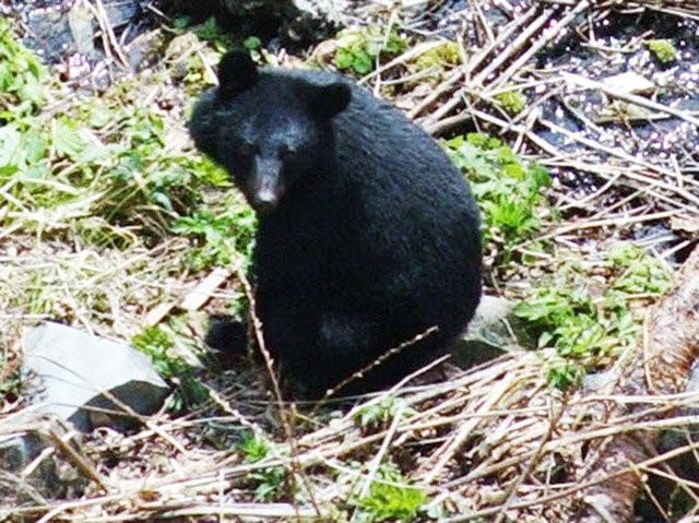 ツキノワグマ（資料写真）