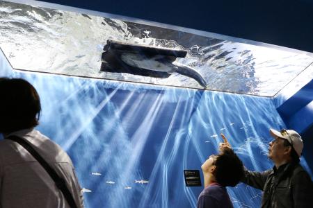 　県立琵琶湖博物館のビワコオオナマズのおなか側を観察できる新たな水槽＝１１日午前、滋賀県草津市