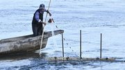 すば網の仕掛けに網をかけに来た松野義行さん＝１６日、岐阜・瑞穂市境、長良川