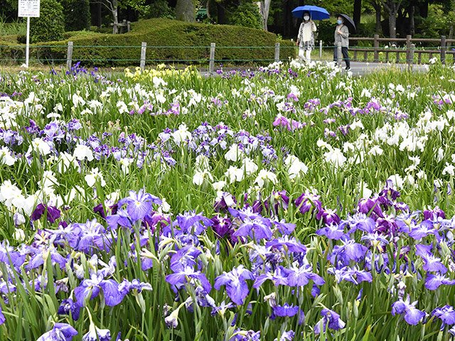 見頃を迎えたハナショウブ＝１４日午後１時３２分、大垣市曽根町、曽根城公園