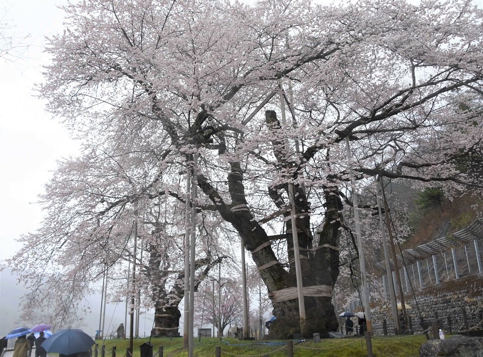 満開となり、観光客らを楽しませている荘川桜＝高山市荘川町中野