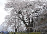 満開となり、観光客らを楽しませている荘川桜＝高山市荘川町中野
