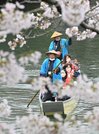 水門川の舟下りが始まり、満開の桜の下で遊覧を楽しむ観光客＝大垣市馬場町