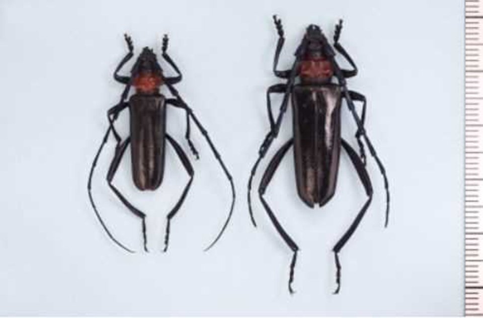 クビアカツヤカミキリの成虫（環境省のホームページより）