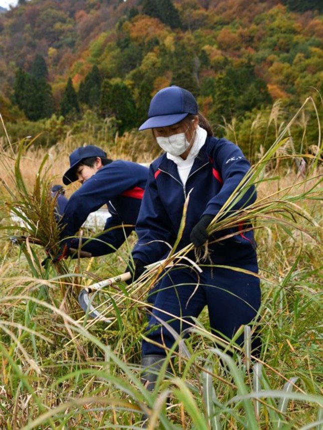 鎌を使って茅を刈る生徒＝大野郡白川村飯島