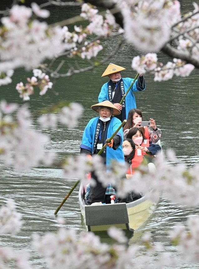 水門川の舟下りが始まり、満開の桜の下で遊覧を楽しむ観光客＝大垣市馬場町