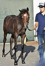 まだ幼いが、バランスの良い馬体。将来は競走馬としてＪＲＡデビューを目指す（写真提供:パカパカ工房）