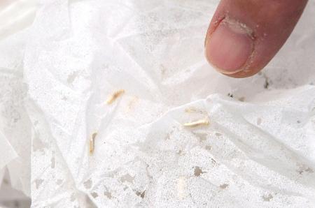 　ニュウハクシミと、食べられて穴が開いた紙類＝２０２５年１１月、東京都内