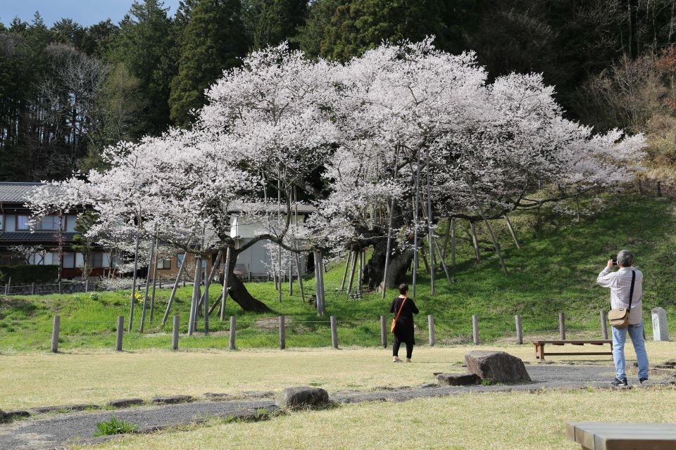 満開を迎えた臥龍桜＝１３日午後２時５１分、岐阜県高山市一之宮町、臥龍公園
