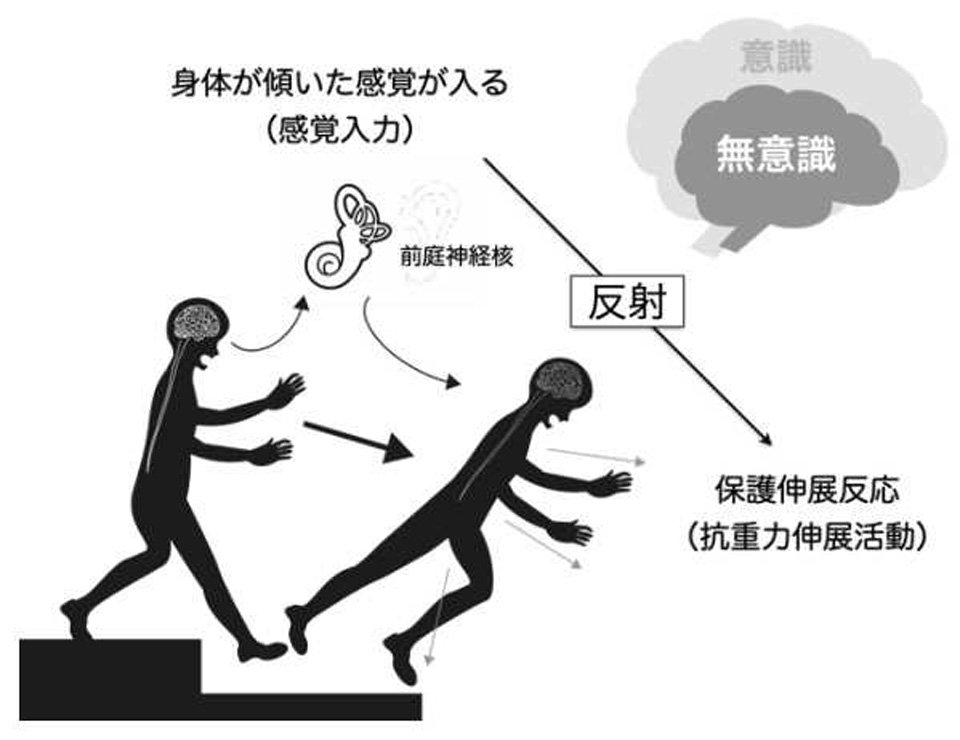 《転倒時の反射活動の例》（粕山達也：運動発達に基づく運動器疾患の予防戦略、日本予防理学療法学会誌、２０２４，（２）：４５－５２より引用）