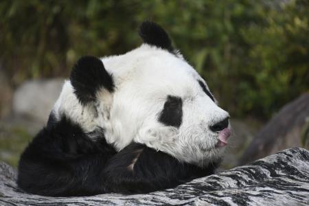 　昨年３月に死んだ神戸市立王子動物園のジャイアントパンダ「タンタン」＝２０２４年３月（市提供）