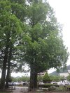 長良公園のメタセコイアは全国的にも大型で、研究者らが視察に訪れる＝岐阜市長良