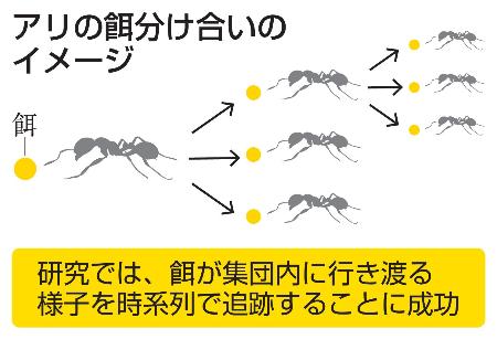 　アリの餌分け合いのイメージ