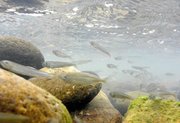 群れで上流に向かう遡上鮎＝２５日午前１１時５３分、岐阜市江口、長良川