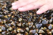 水揚げされたヤマトシジミ＝１５日、三重県桑名市
