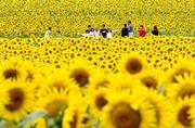 　北海道北竜町にある国内最大級のヒマワリ畑「ひまわりの里」を散策する人たち＝１２日