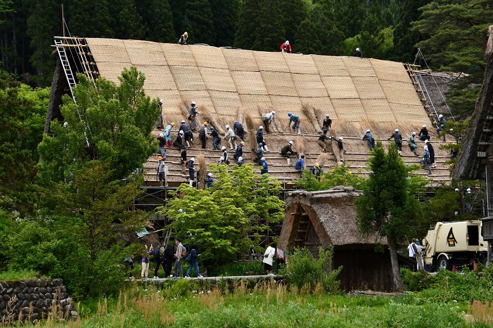 ５年ぶりに結で行われたかやぶき屋根のふき替え＝１３日午後、大野郡白川村荻町、明善寺庫裏