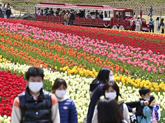 満開のチューリップをマスク姿で楽しむ行楽客＝３日午後０時５２分、郡上市高鷲町、ひるがの高原牧歌の里