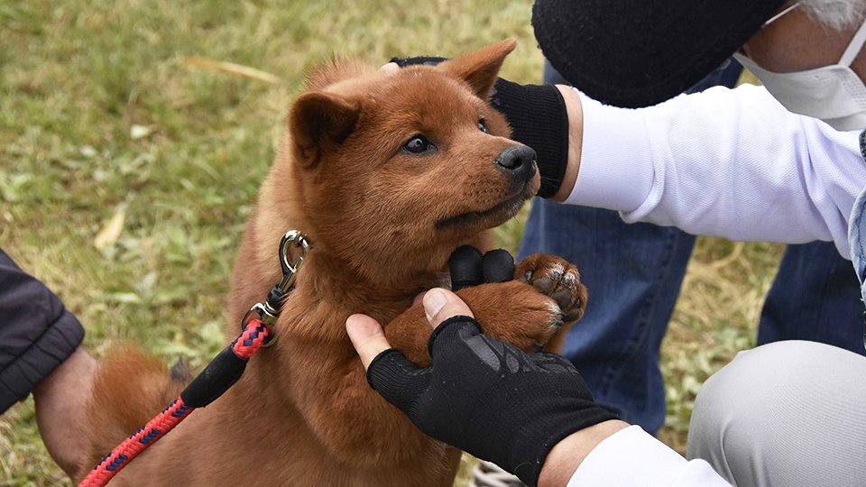 体格や目の色などが審査された美濃柴犬＝岐阜市長良雄総、リバーパークおぶさ