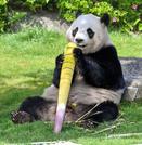 　アドベンチャーワールドのジャイアントパンダ「楓浜」。和歌山県警から感謝状が贈られた＝２０日午前、和歌山県白浜町