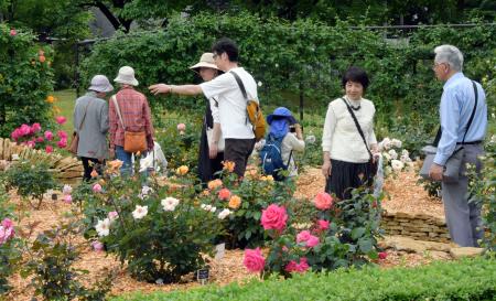 　鳥取県南部町の県立フラワーパーク「とっとり花回廊」で始まった「ばらまつり」＝１７日