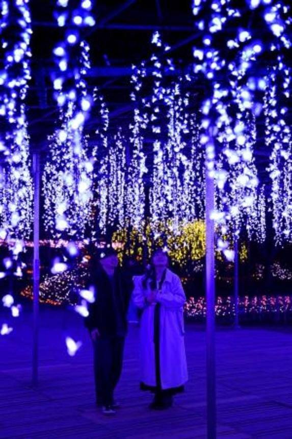 　栃木県足利市の「あしかがフラワーパーク」で大藤棚を再現したイルミネーションを楽しむカップル＝１０日夜