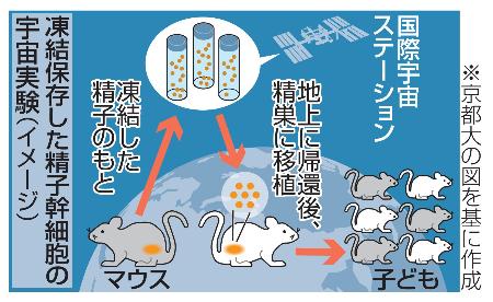 　凍結保存した精子幹細胞の宇宙実験