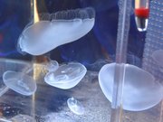 水槽内を優雅に泳ぐミズクラゲ