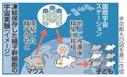 　凍結保存した精子幹細胞の宇宙実験