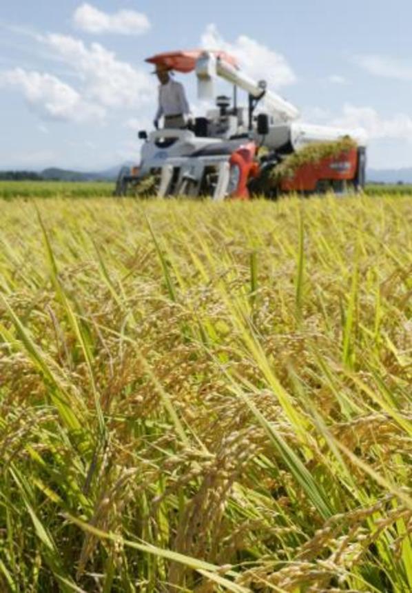 　収穫期を迎えたコメ＝２０２５年８月、新潟県三条市