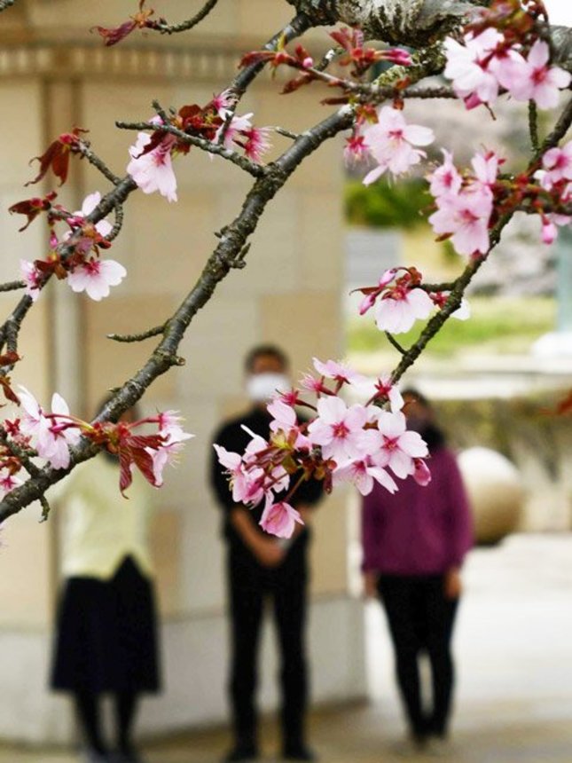 濃いピンク色の花を付けた「宇宙桜」＝高山市中山町、光ミュージアム