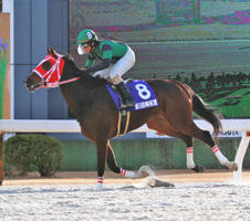 名古屋・梅桜賞で重賞Ｖ４を飾ったサムライドライブと丸野勝虎騎手（名古屋競馬提供）