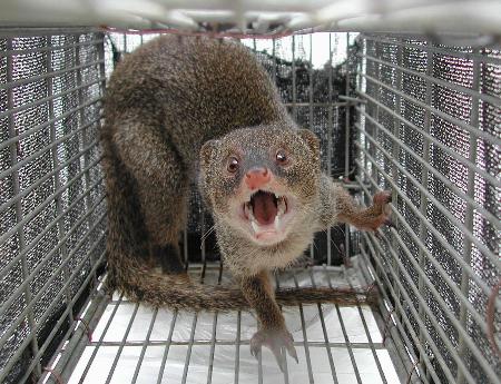 　奄美大島で捕獲されたマングース（環境省奄美野生生物保護センター提供）