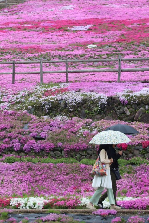 斜面を鮮やかに彩るシバザクラ＝２４日午後０時２１分、岐阜県郡上市明宝奥住