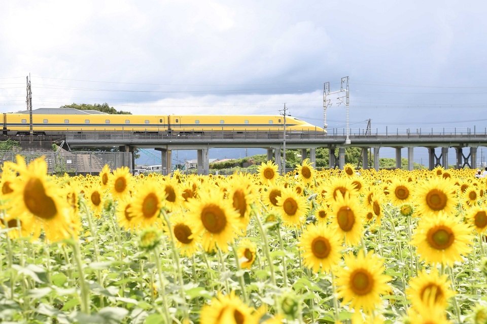 見頃のヒマワリ畑付近を走るドクターイエロー＝７日午後１時４３分、大垣市平町