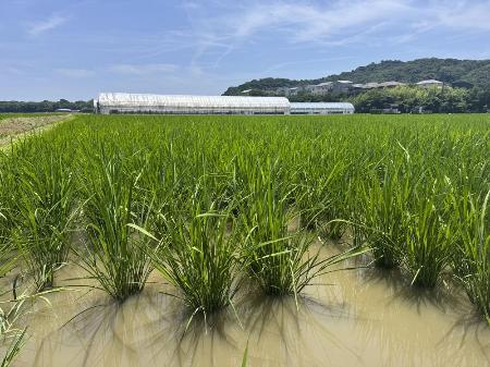 　夏に収穫を迎える四国地方の「早場米」の田んぼ＝６月